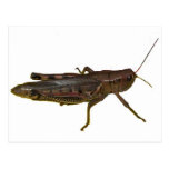 Giant Grasshopper Postcards