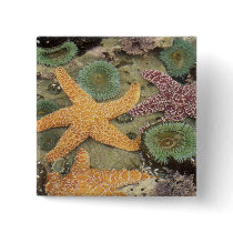 Giant green anemones and ochre sea stars pins
