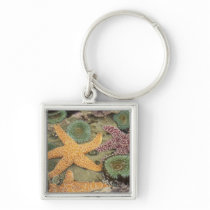 Giant green anemones and ochre sea stars keychain