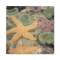 Giant green anemones and ochre sea stars magnets