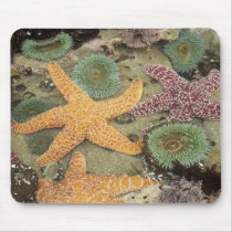Giant green anemones and ochre sea stars mouse pads