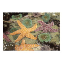 Giant green anemones and ochre sea stars