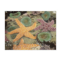 Giant green anemones and ochre sea stars post cards