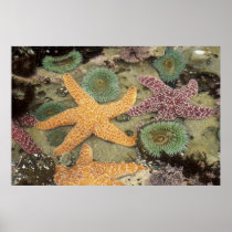 Giant green anemones and ochre sea stars