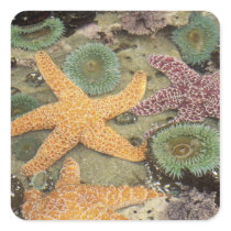 Giant green anemones and ochre sea stars square sticker