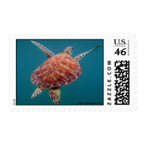 Giant Green Sea Turtle
