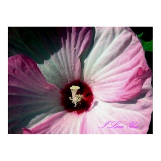 Giant Hibiscus Poster print