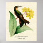 Giant Hummingbird Art Print