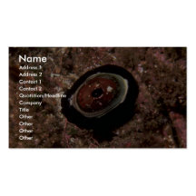 Giant keyhole limpet (Megathura crenulata) Shell Business Card