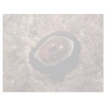 Giant keyhole limpet (Megathura crenulata) Shell Letterhead Design