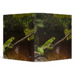 Giant leaf frog Phyllomedusa bicolor) 2 binders