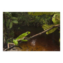 Giant leaf frog Phyllomedusa bicolor) 2
