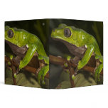 Giant leaf frog Phyllomedusa bicolor) 3 binders