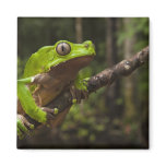 Giant leaf frog Phyllomedusa bicolor) magnets