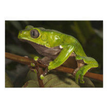 Giant leaf frog Phyllomedusa bicolor)