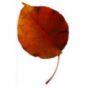 Giant Leaf IV photo sculptures