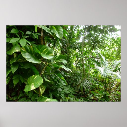 Giant Leaves Jungle View Plant Photograph Poster Zazzle