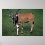 Giant/Lord Derby's Eland-young bull Posters