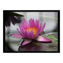 Giant Lotus 14x 11 Poster posters