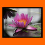 Giant Lotus 14x 11 Poster