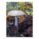 Giant Mushroom 2 posters by dduhaime55 Giant Mushroom 2 posters