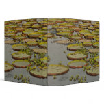 Giant or Victoria Lilies Victoria amazonica, binders