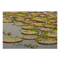 Giant or Victoria Lilies Victoria amazonica,