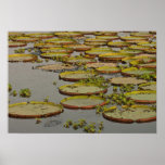 Giant or Victoria Lilies Victoria amazonica, posters