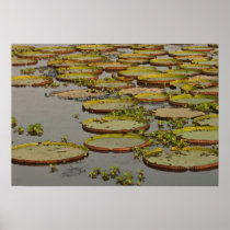 Giant or Victoria Lilies Victoria amazonica,