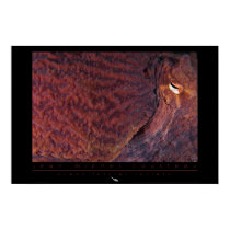 Giant Pacific Octopus Poster posters by oceanfutures Giant Pacific Octopus Poster posters