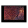 Giant Pacific Octopus Poster
