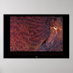 Giant Pacific Octopus Poster