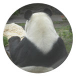 giant-panda3-10x10 dinner plates