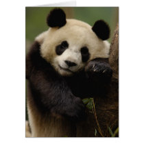Giant panda Ailuropoda melanoleuca) Family: 4 Greeting Card