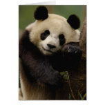 Giant panda Ailuropoda melanoleuca) Family: 4 cards