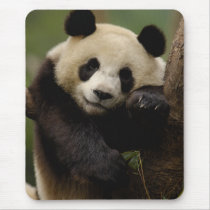 Giant panda Ailuropoda melanoleuca) Family: 4 Mouse Pad