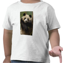 Giant panda Ailuropoda melanoleuca) Family: 4 Tshirts