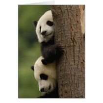 Giant panda babies Ailuropoda melanoleuca) 2 Greeting Cards