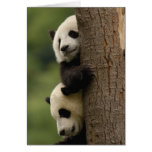 Giant panda babies Ailuropoda melanoleuca) 2 cards
