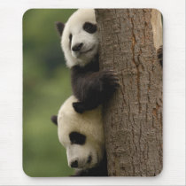 Giant panda babies Ailuropoda melanoleuca) 2 Mousepads