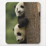 Giant panda babies Ailuropoda melanoleuca) 2 Mousepads