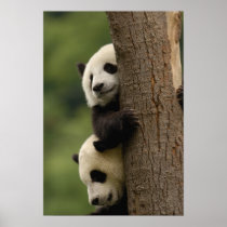 Giant panda babies Ailuropoda melanoleuca) 2