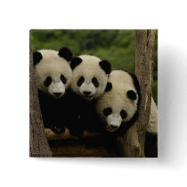 Giant panda babies Ailuropoda melanoleuca) 3 Pin