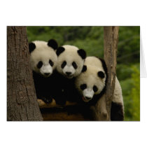 Giant panda babies Ailuropoda melanoleuca) 3 Cards