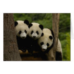 Giant panda babies Ailuropoda melanoleuca) 3 cards