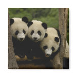 Giant panda babies Ailuropoda melanoleuca) 3 magnets