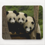 Giant panda babies Ailuropoda melanoleuca) 3 Mousepad