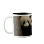 Giant panda babies Ailuropoda melanoleuca) 3 mugs