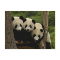 Giant panda babies Ailuropoda melanoleuca) 3 Post Cards