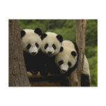 Giant panda babies Ailuropoda melanoleuca) 3 postcards
